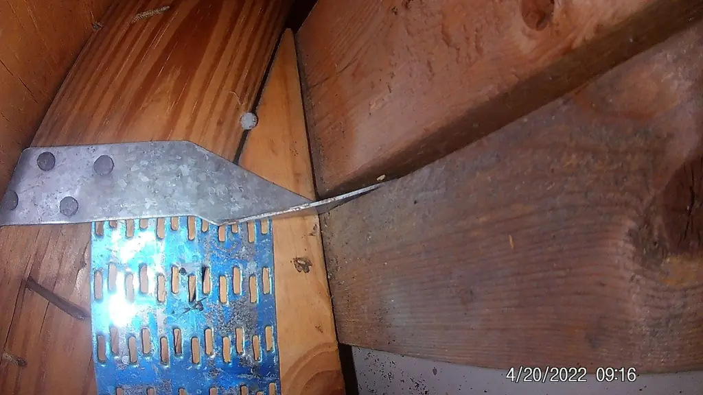 Metal truss connector plate on attic framing, bent away from the wood